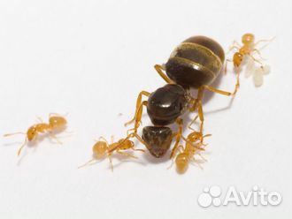 Желтый земляной муравей Lasius flavus