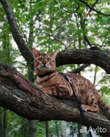 Вязка бенгальского кота