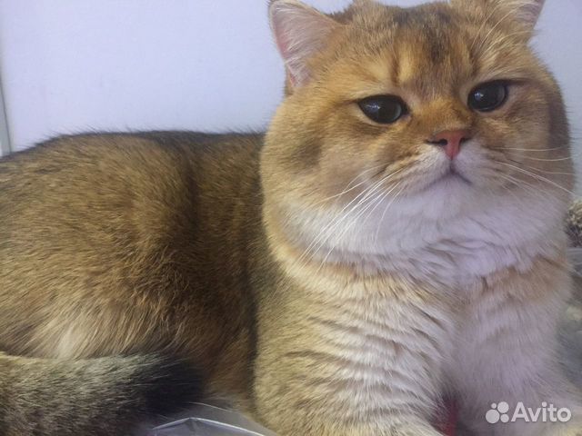 Вязка британец