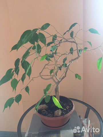 Бонсай, фикус Бенджамина, цветок