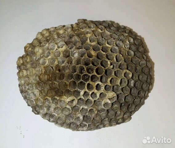 Соты осиные для творчества