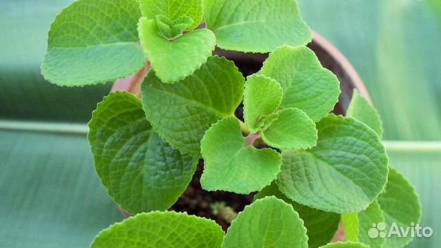 Мята Комнатная/Плектрантус Ароматный