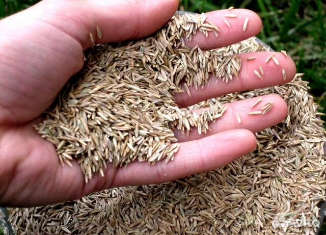 Семена газона оптом. Посев трав