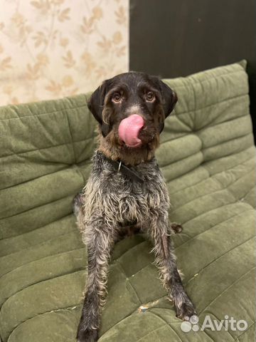 Оставили в электричке.собака в дар в добрые руки