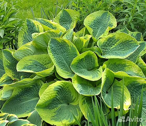 Хоста Токудама Флавоцирциналис и др крупные хосты