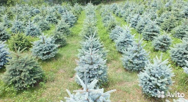 Саженцы ели голубой. Высота 1,5 - 2 метра