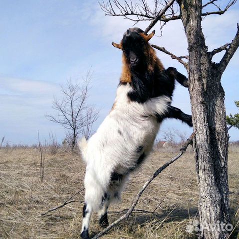 Камерунский козёл