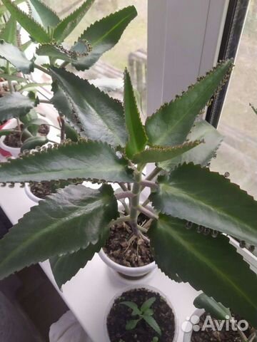 Каланхоэ лечебное