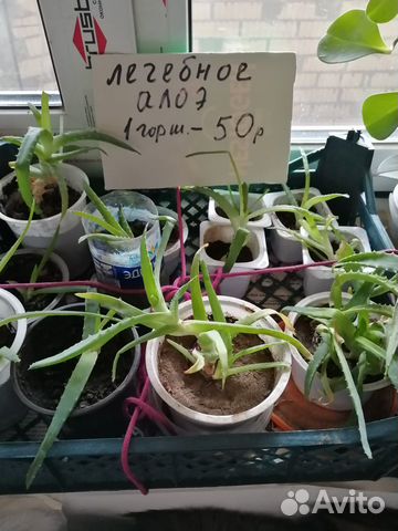 Лечебное алоэ