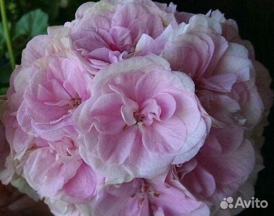 Мисс розе пеларгония фото и описание