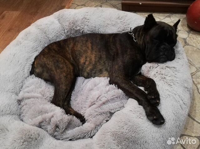 Лежанка для собаки кошки Бесплатная доставка