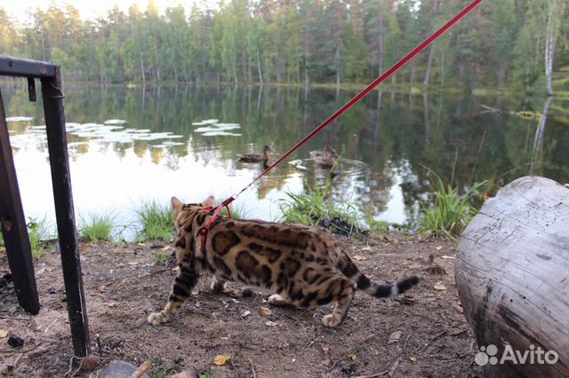 Вязка (котята)