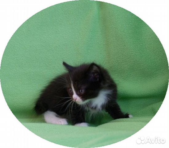 Чёрные, черно-белые котята - плюшевые детки купить на Зозу.ру - фотография № 2
