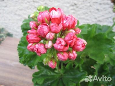 Пеларгонии розоцветные, тюльпановидные и другие