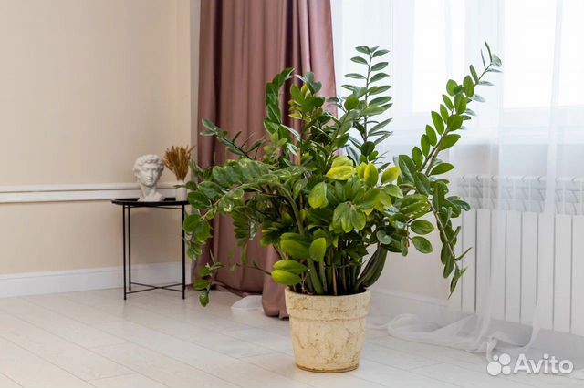 

1-к. квартира, 49,5 м², 2 кровати
