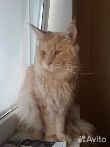 Knit-Maine-Coon.Actively looking kitties