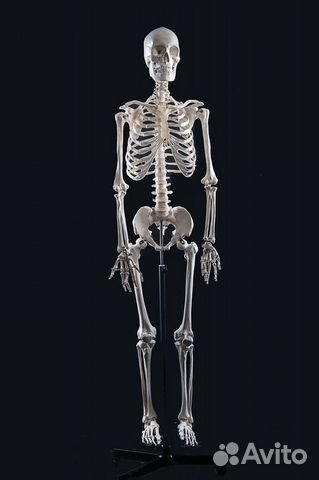 Фото Скелета Человека В Полный