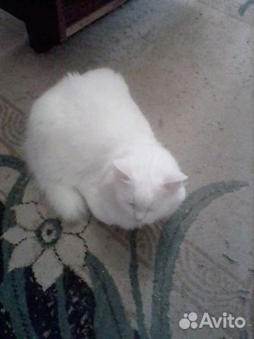 Кошка белого цвета купить на Зозу.ру - фотография № 1