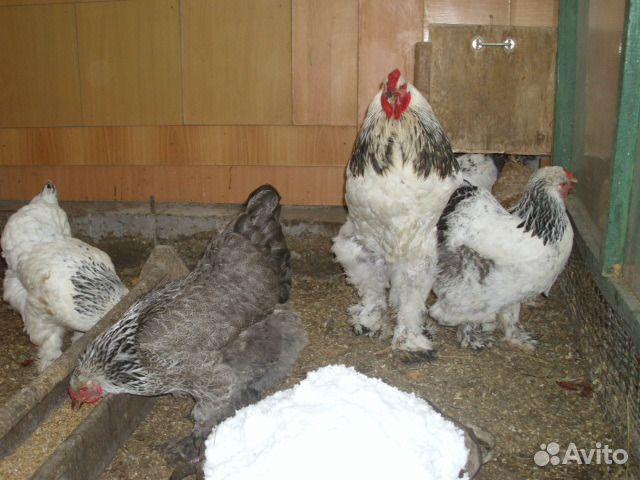Инкубационное яйцо и куры с питомника купить на Зозу.ру - фотография № 1