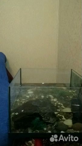 Черепаху с аквариумом купить на Зозу.ру - фотография № 3