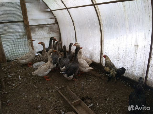Цыплята Гуси,куры,инкубационные яйца и другая птиц купить на Зозу.ру - фотография № 3