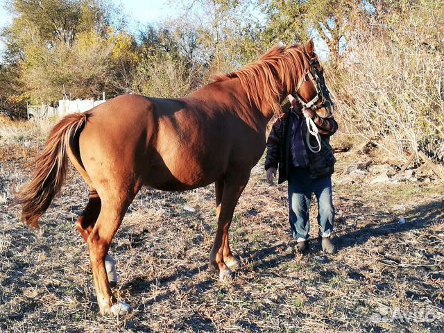 Лошадь, 6 лет купить на Зозу.ру - фотография № 2