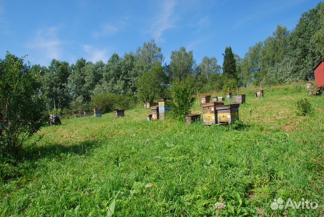 Карпатские пчеломатки купить на Зозу.ру - фотография № 1