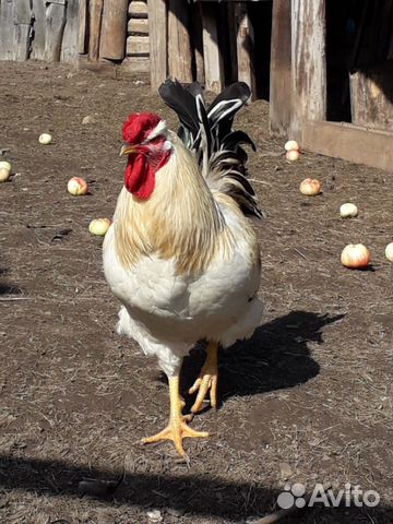 Юрловская голосистая. Инкубационное яйцо, цыплята купить на Зозу.ру - фотография № 7