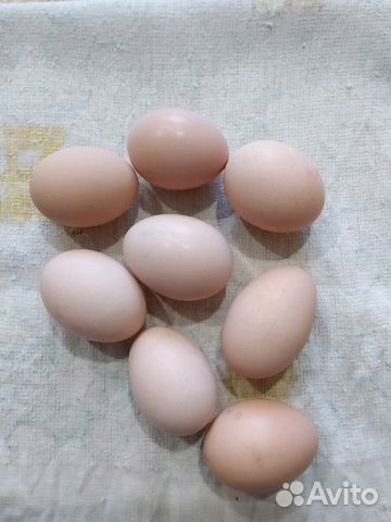 Инкубационное яйцо от домашних курочек купить на Зозу.ру - фотография № 10