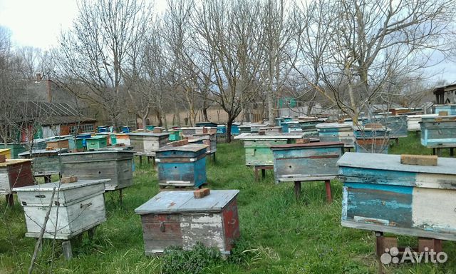 Пчелоракеты 180 шт купить на Зозу.ру - фотография № 1