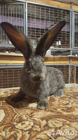 Кролик бельгийский великан немецкий ризин 2.3 меся