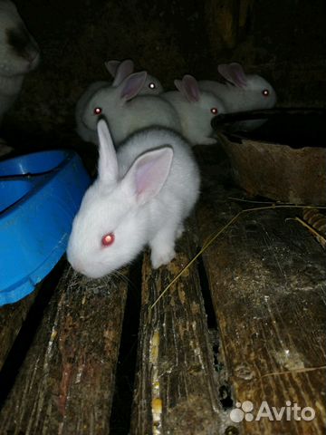 Крольчата 1 месяц купить на Зозу.ру - фотография № 2