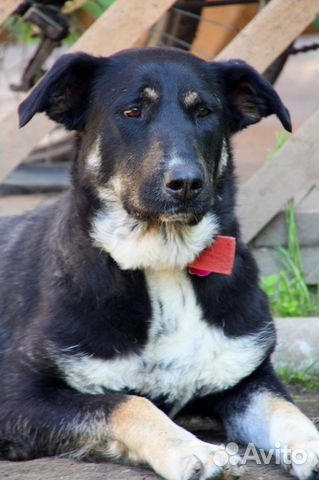 Мягкая, нежная собака Джемма ищет любящее сердце купить на Зозу.ру - фотография № 3