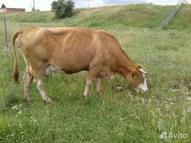 Корова с теленком(бычок) 2 месяца.и корова дойная