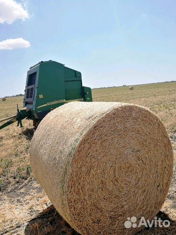 Гороховая, ячменная, пшенична солома, сено суданка купить на Зозу.ру - фотография № 4