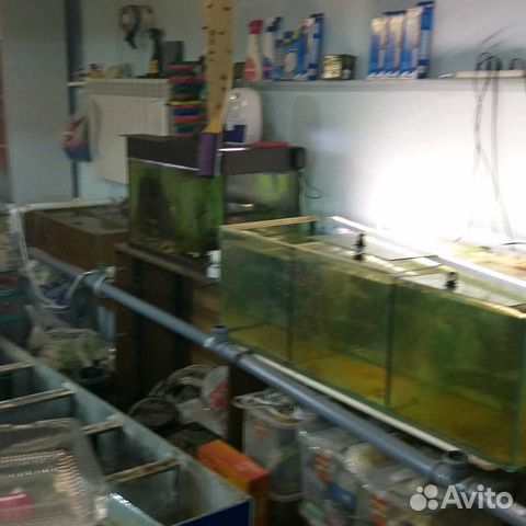Аквариумные рыбки своего разведения купить на Зозу.ру - фотография № 6