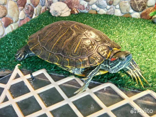 Красноухие черепахи самцы купить на Зозу.ру - фотография № 2