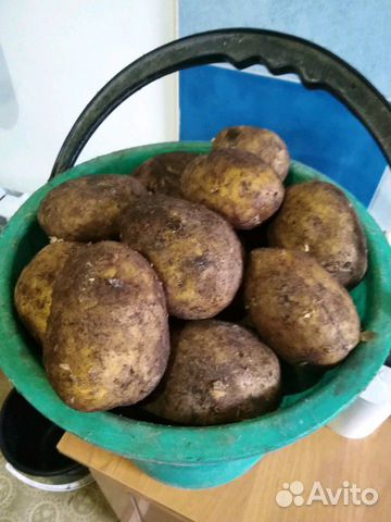 Картошка свежий урожай