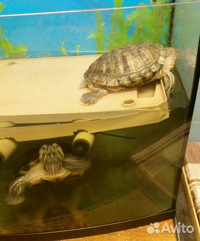 Черепахи краснаухие купить на Зозу.ру - фотография № 3