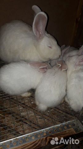 Продажа кроликов купить на Зозу.ру - фотография № 6