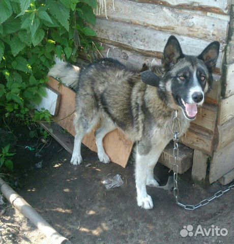 Пёс ищет хозяев купить на Зозу.ру - фотография № 1
