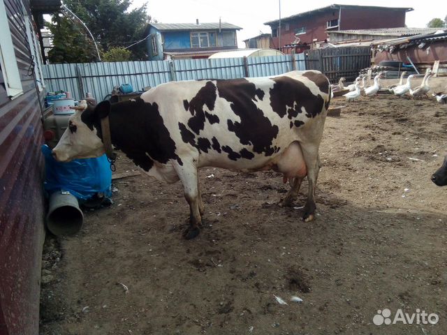 Продам коров,телок,быков купить на Зозу.ру - фотография № 1