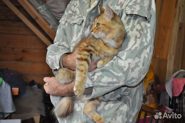 Молодая кошка -зайчонок в добрые руки купить на Зозу.ру - фотография № 5