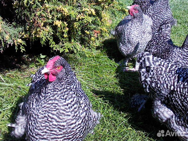 Цыплята маран,малин,легбар инкб. яйцо купить на Зозу.ру - фотография № 6