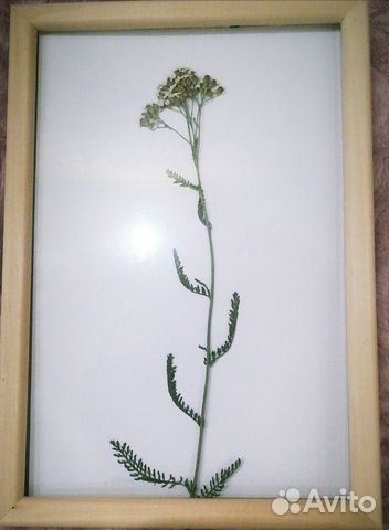 Гербарий в рамке