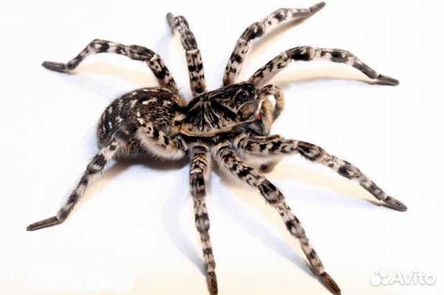 Южнорусский тарантул (мизгирь) купить в Подольске | Животные и зоотовары | Авито
