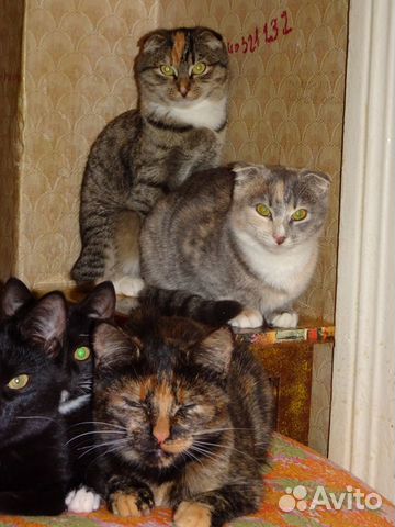 Домашние котята купить на Зозу.ру - фотография № 3