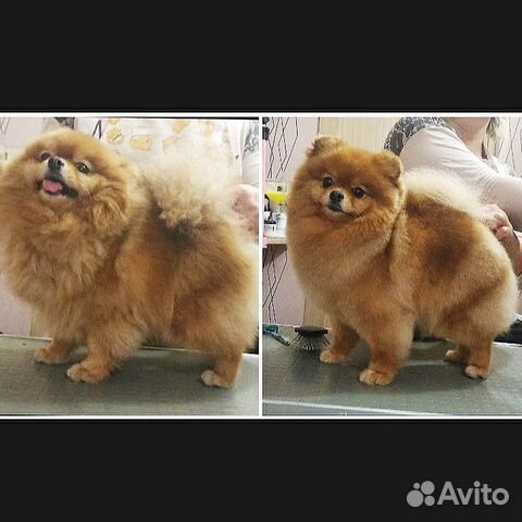 Груминг шпица