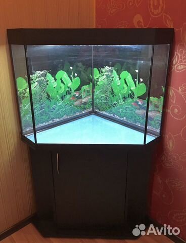 Аквариум угловой 200л., с тумбой Аквариум угловой 200л., с тумбой