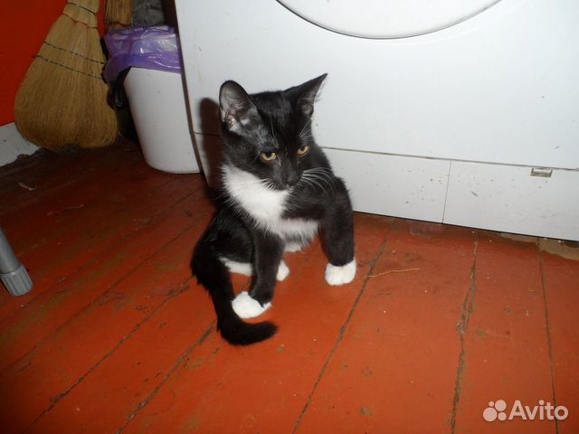 Котик ищет новый дом купить на Зозу.ру - фотография № 8
